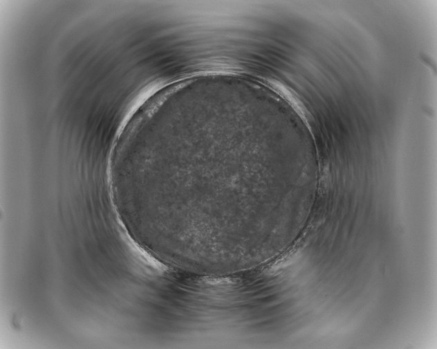 X0000096421243200802071655