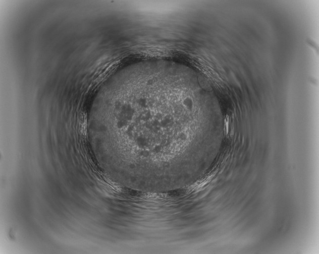 X0000096421251200802071654