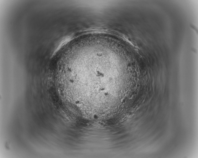 X0000096421255200802071654