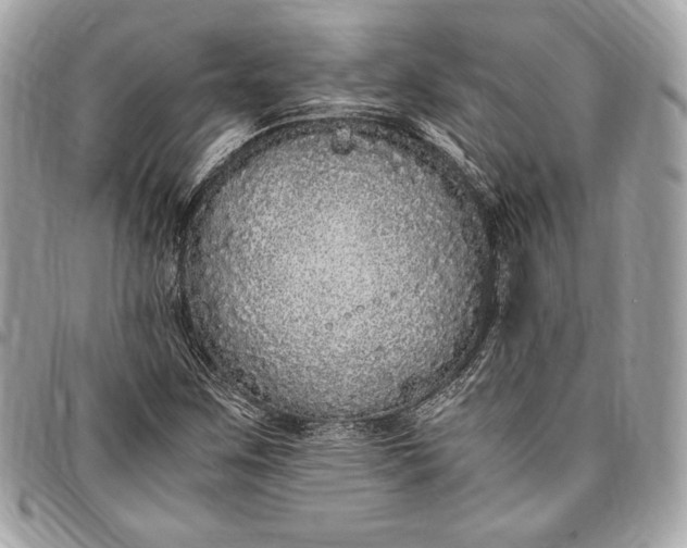 X0000096421259200802071654