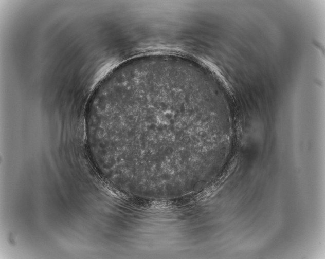 X0000096421267200802071654