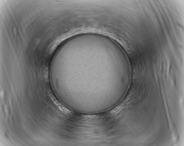 X0000096421499200802071650