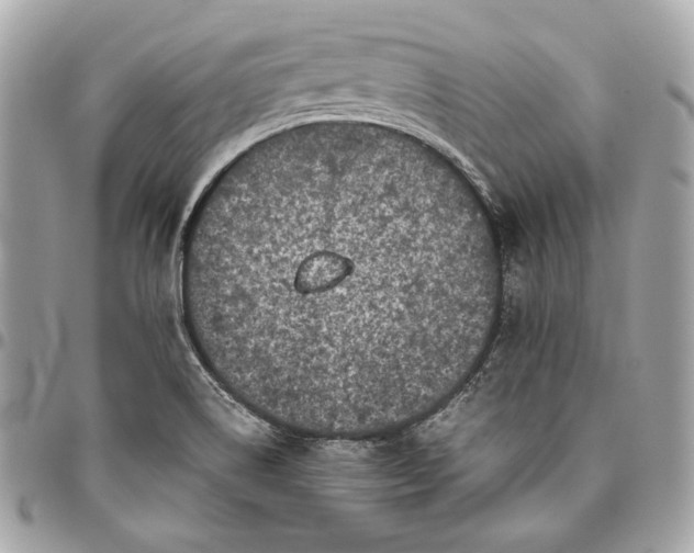 X0000096421514200802071651