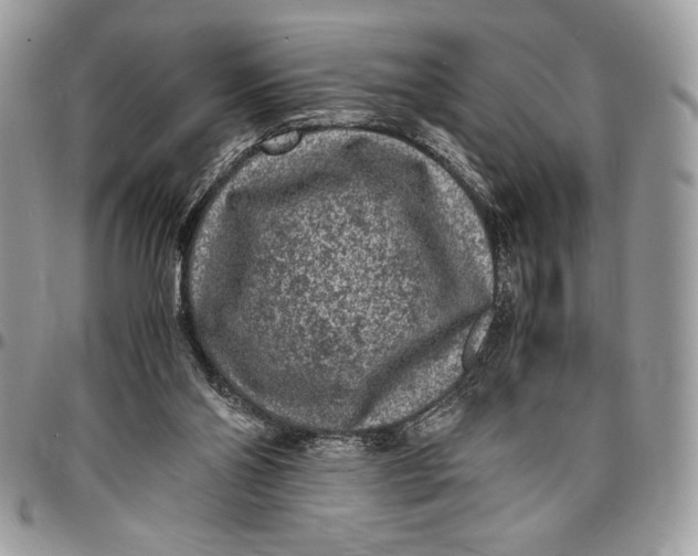 X0000096420110200802141644