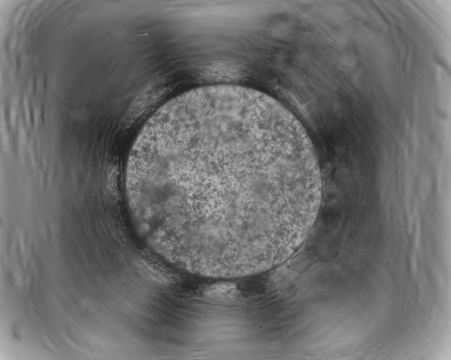 X0000096420162200802141642