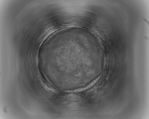 X0000096420290200802141641