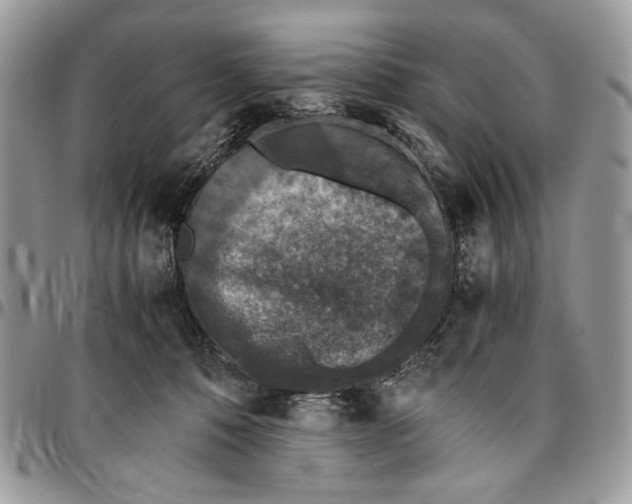 X0000096420320200802141640