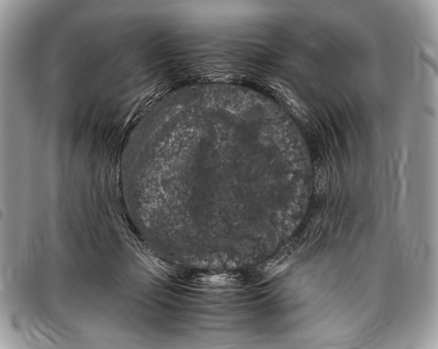 X0000096420365200802141639