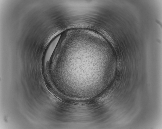 X0000096420434200802141638