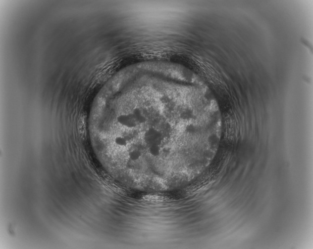 X0000096420699200802141634