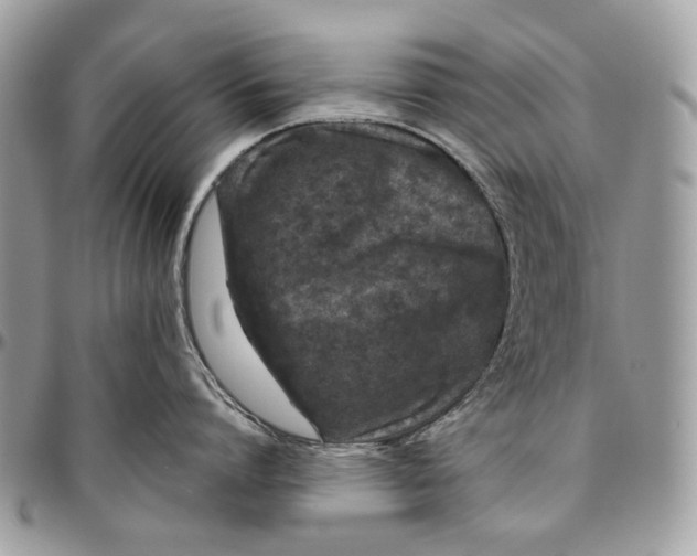 X0000096420864200802141633