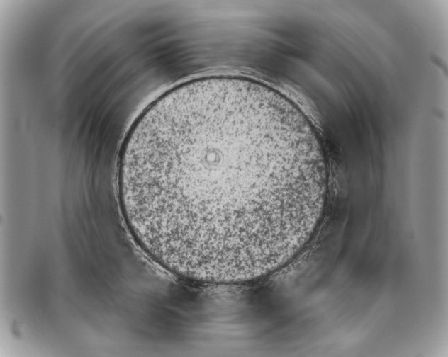 X0000096420950200802141631