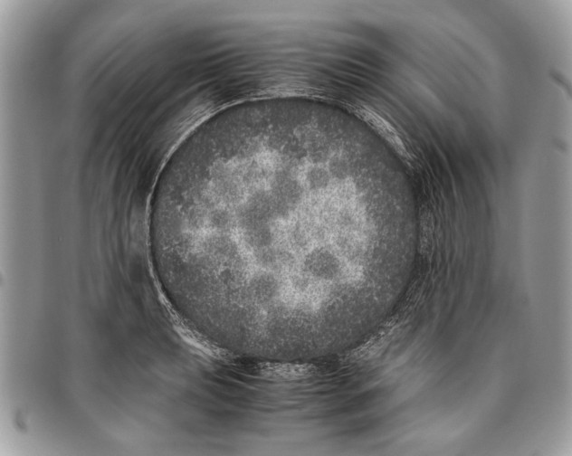 X0000096421039200802141629