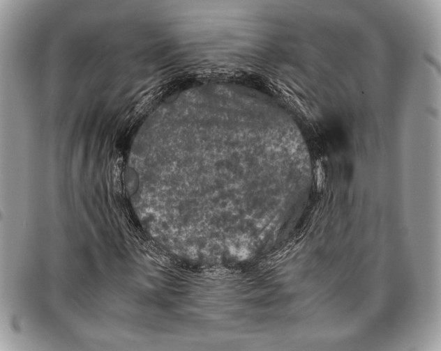 X0000096421059200802141629