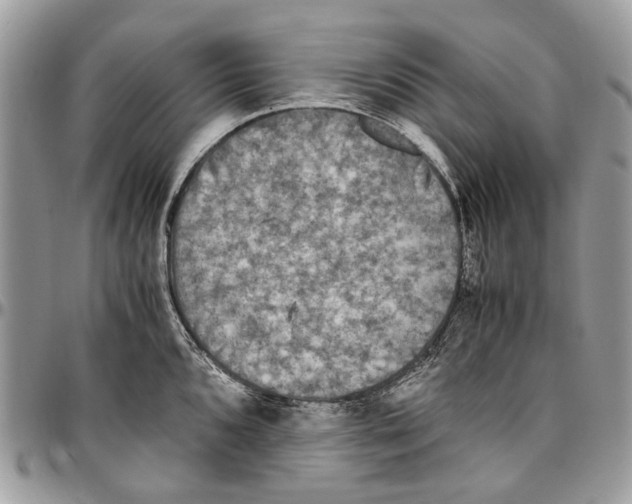 X0000096421096200802141628