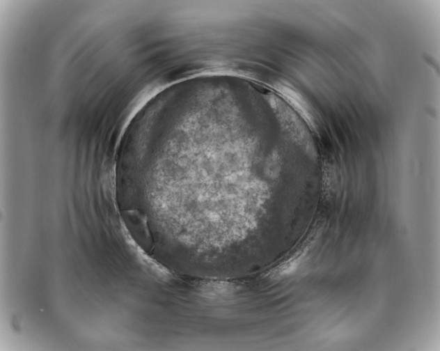 X0000096421100200802141628