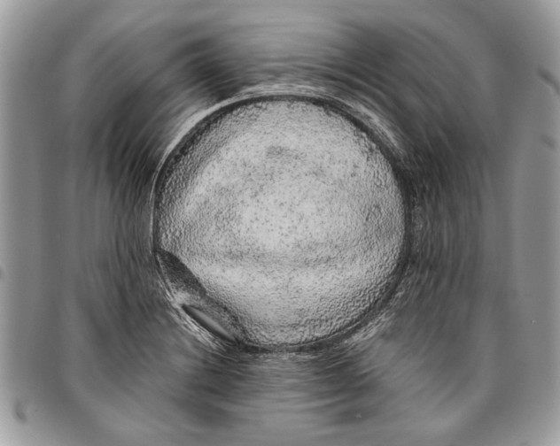 X0000096421228200802141626