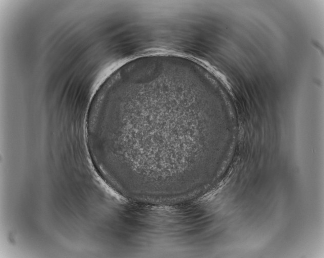 X0000096421239200802141626