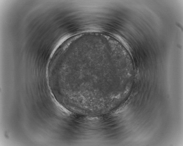 X0000096421243200802141626