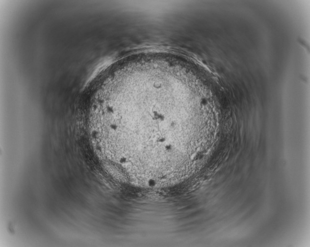 X0000096421255200802141625