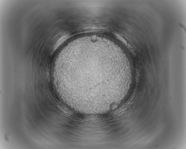 X0000096421259200802141625