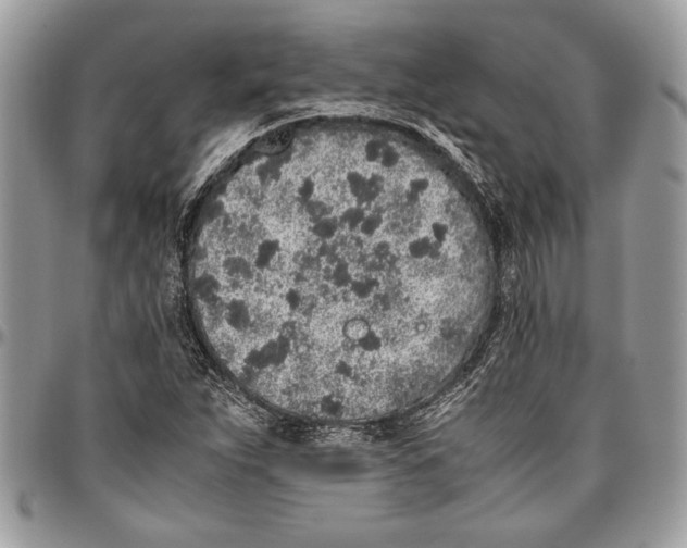 X0000096421263200802141625