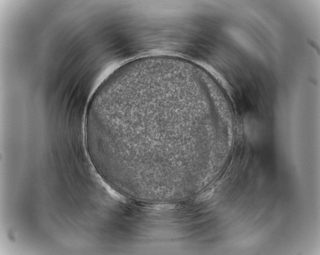 X0000096421294200802141625