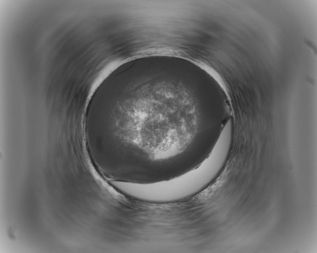 X0000096421389200802141623