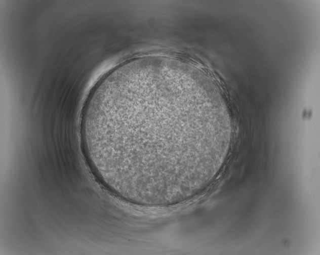 X0000096420006200802211134