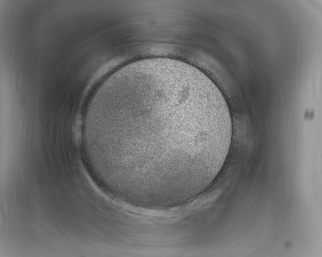 X0000096420016200802211134