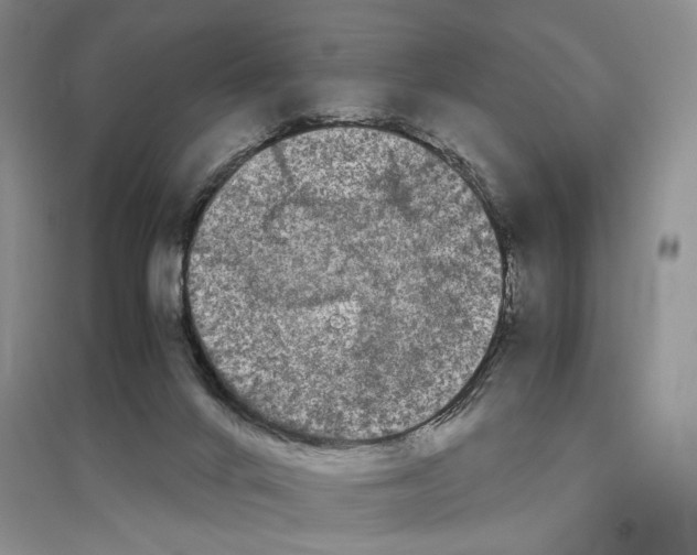 X0000096420024200802211134