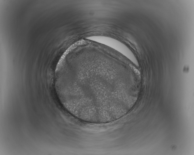 X0000096420029200802211134