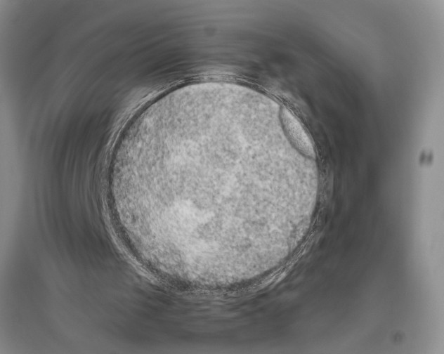 X0000096420049200802211133