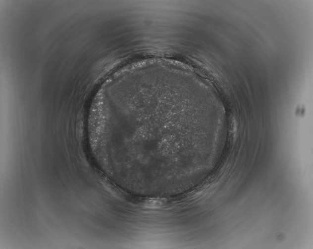 X0000096420080200802211133