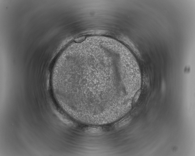 X0000096420110200802211132