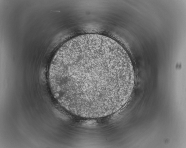 X0000096420162200802211131