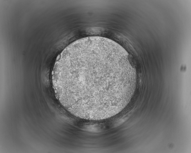 X0000096420267200802211130