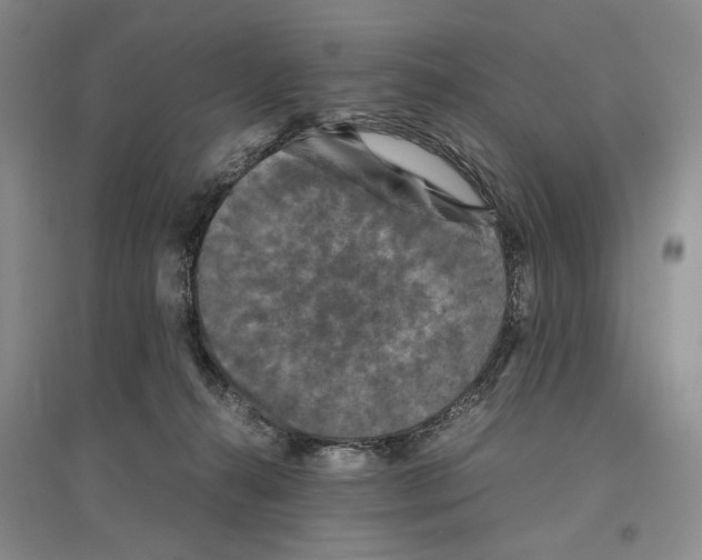 X0000096420272200802211130