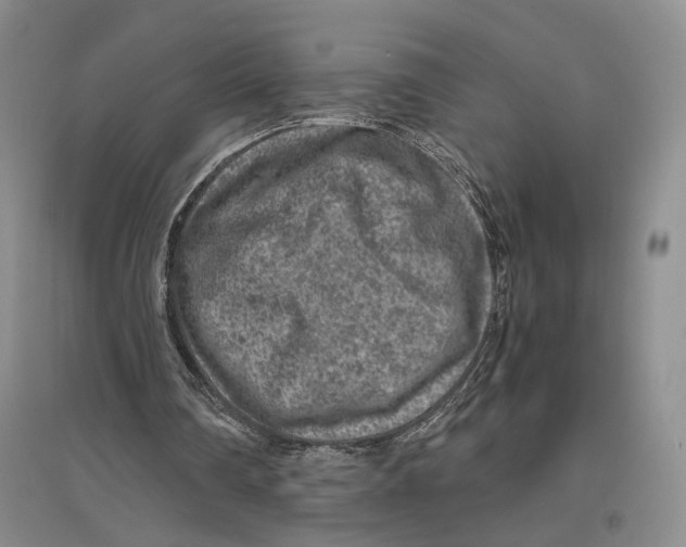 X0000096420290200802211130