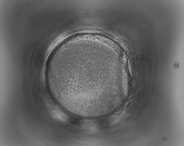 X0000096420296200802211130