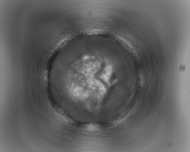 X0000096420308200802211130