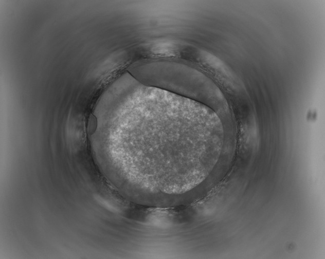 X0000096420320200802211129