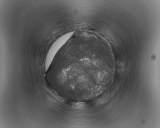 X0000096420324200802211129