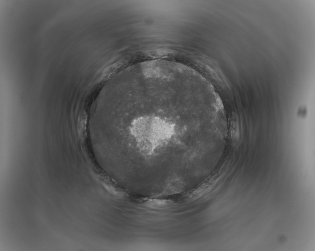 X0000096420332200802211129
