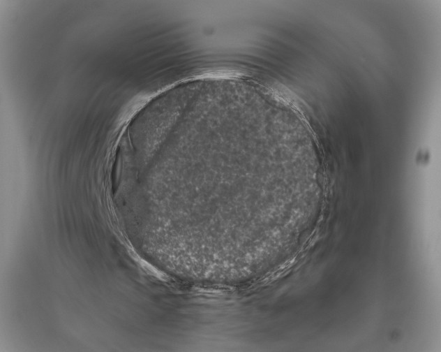 X0000096420337200802211129
