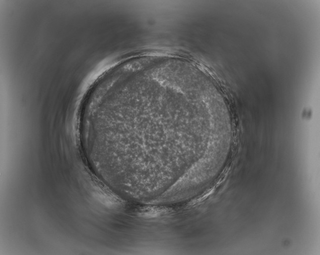 X0000096420343200802211129
