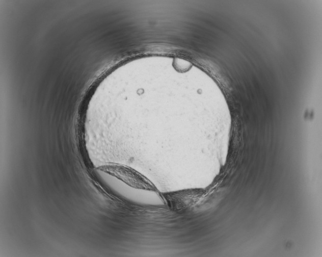 X0000096420346200802211129