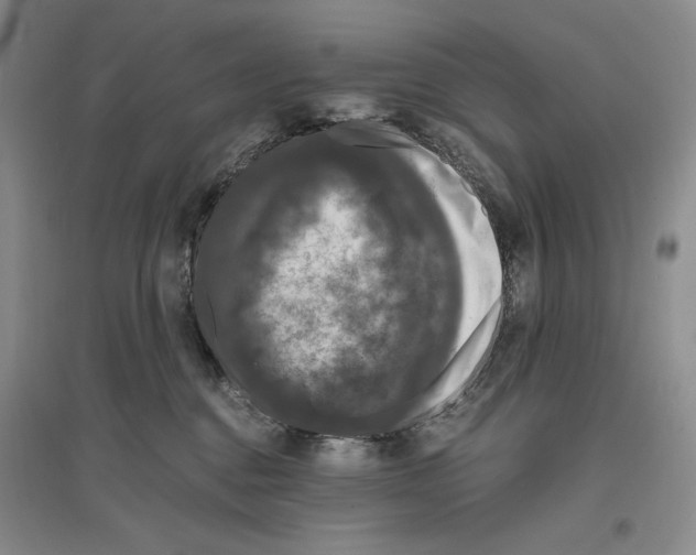 X0000096420376200802211129