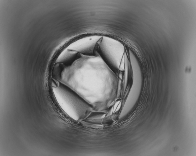X0000096420388200802211128