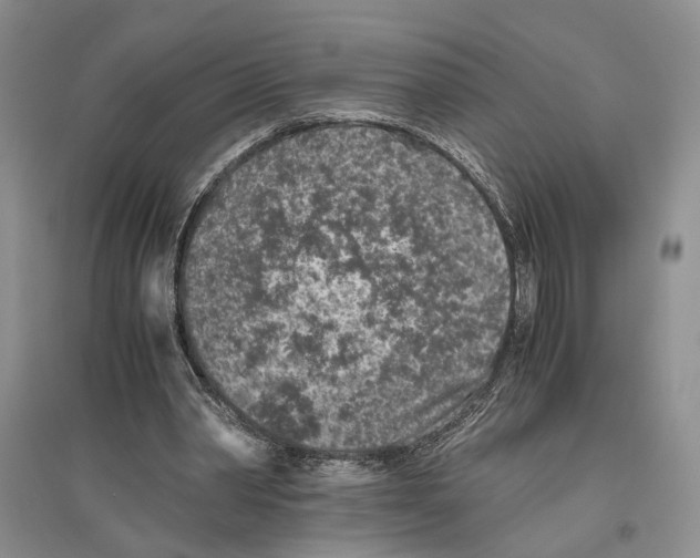 X0000096420390200802211128